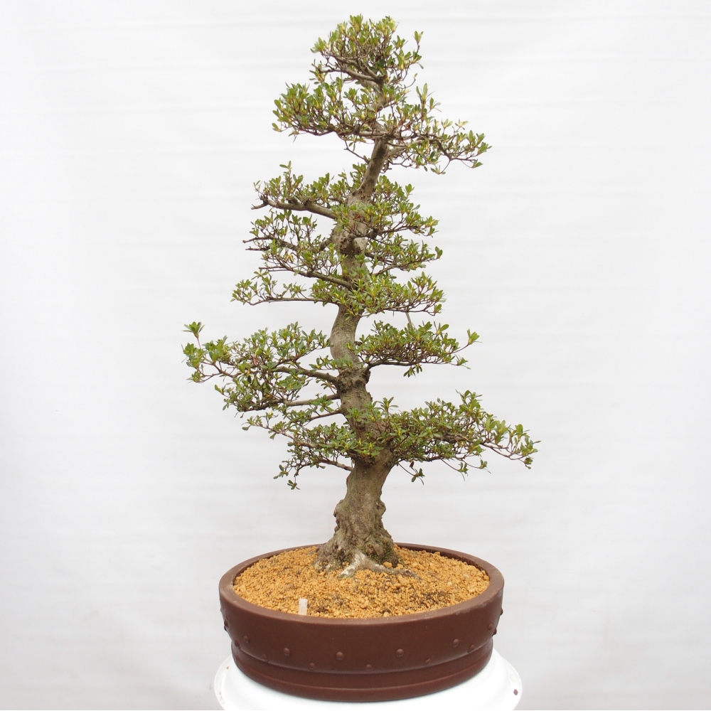 Bonsai für draußen - Japanische Azalee - Azalee Ai-no-Tsuki