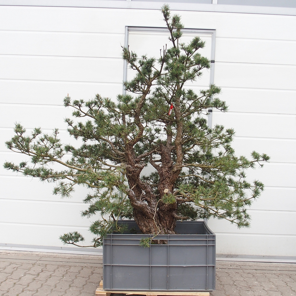 Yamadori - Pinus sylvestris 