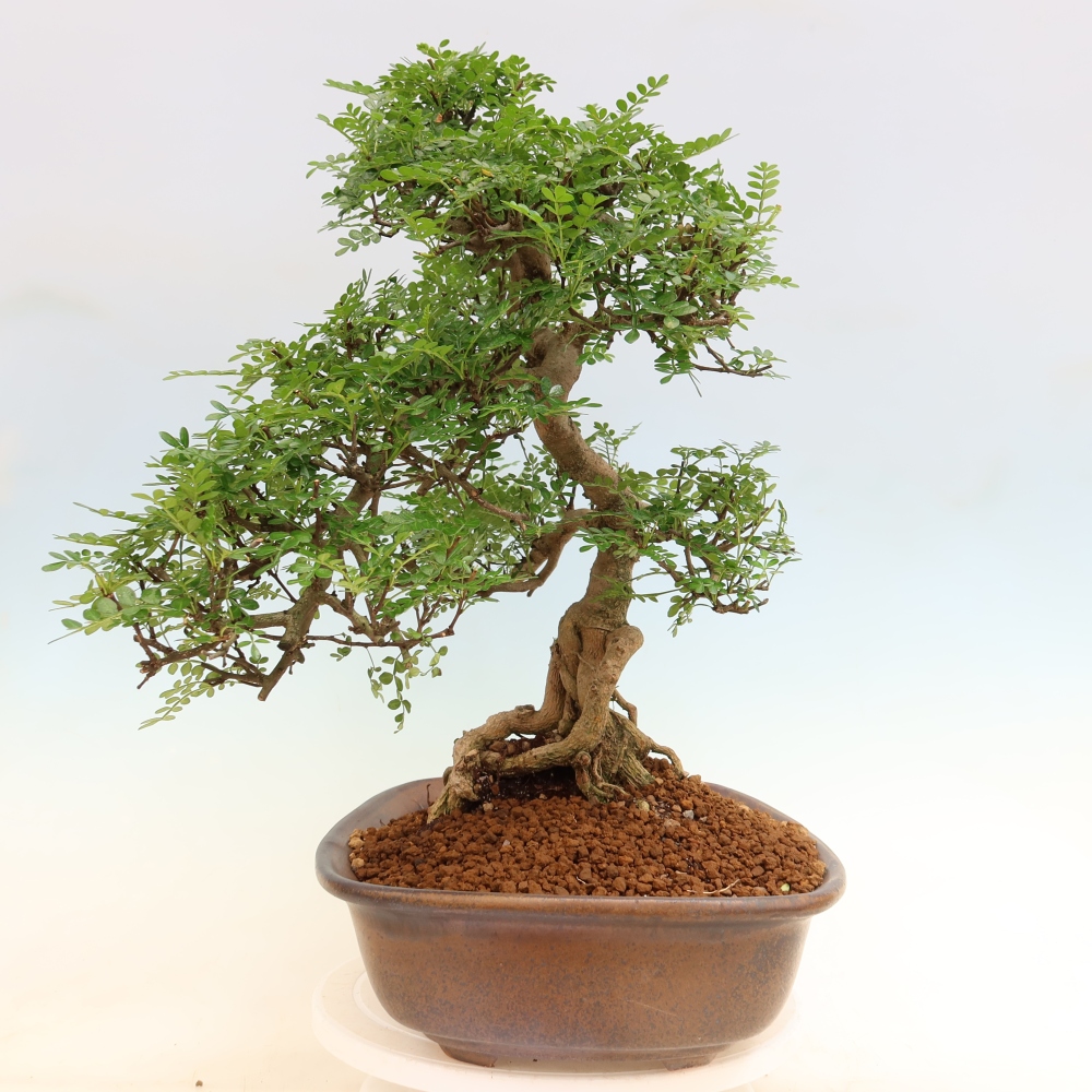 Zimmer Bonsai - Zantoxylum piperitum - Pfefferbaum