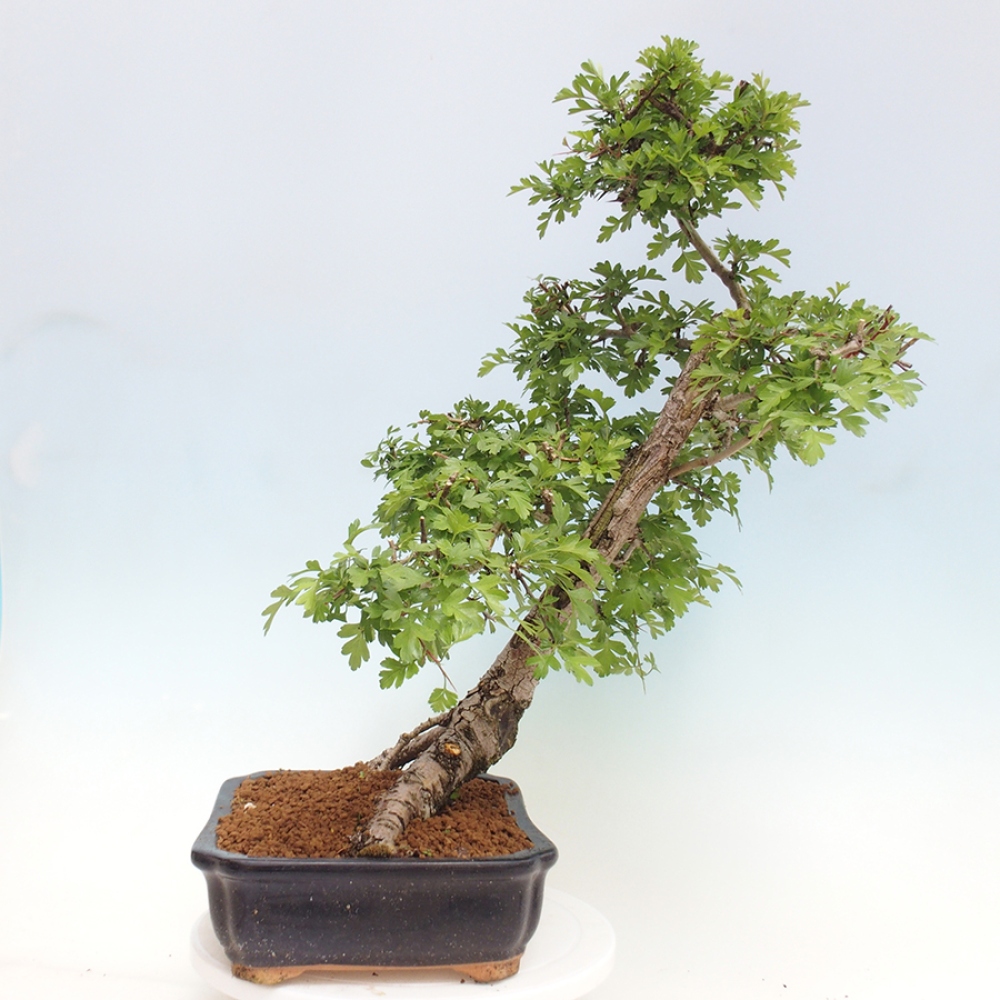 Bonsai im Freien - Weißdorn - Crataegus monogyna