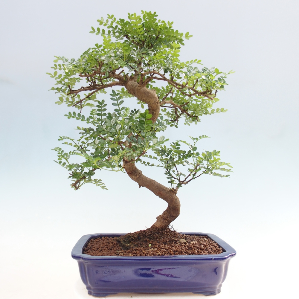 Zimmer Bonsai - Zantoxylum piperitum - Pfefferbaum