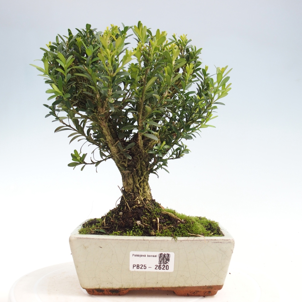 Zimmer Bonsai - Buxus harlandii - Kork Buchsbaum