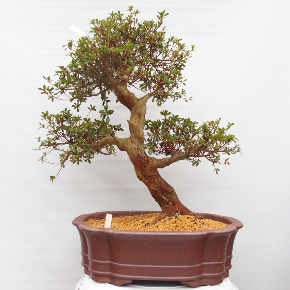 Bonsai für draußen - Japanische Azalee - Azalee Miyabihime
