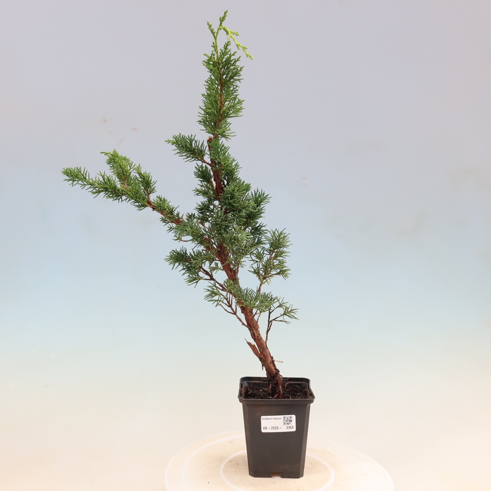 Bonsai für draußen - Juniperus chinensis Kishu