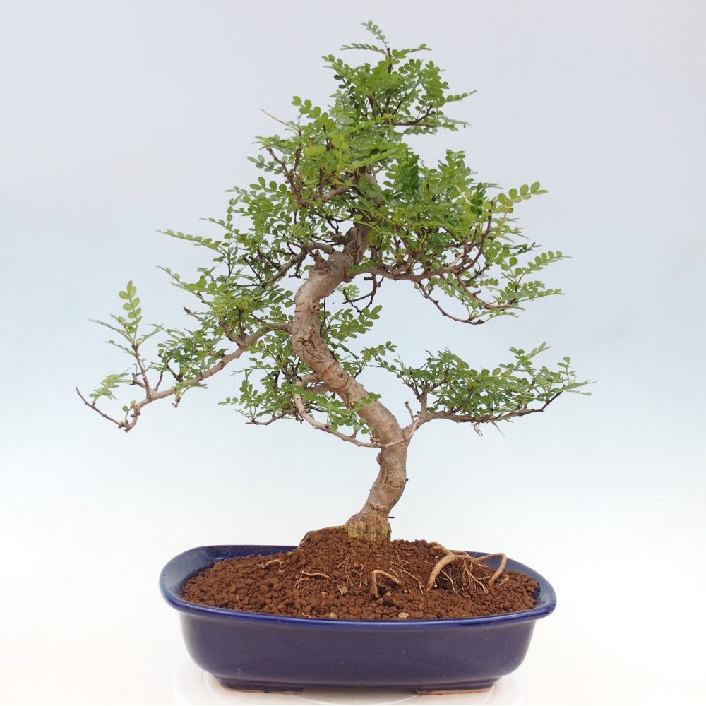 Zimmerbonsai - Zantoxylum piperitum - Pfefferminze