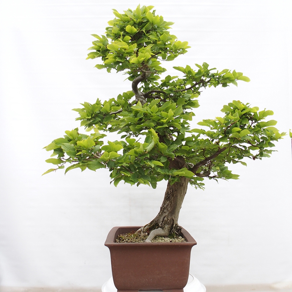 Bonsai im Freien - Hainbuche - Carpinus betulus