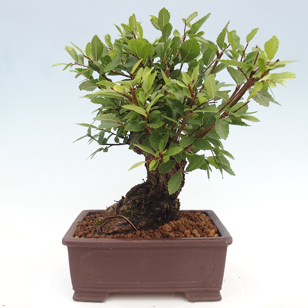Bonsai im Freien - Zelkova - Zelkova serrata