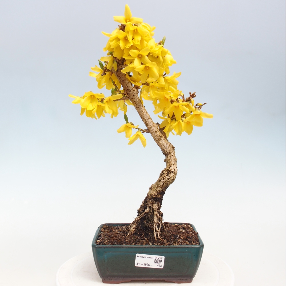Bonsai für draußen - Zlatice - Forsythia intermedia
