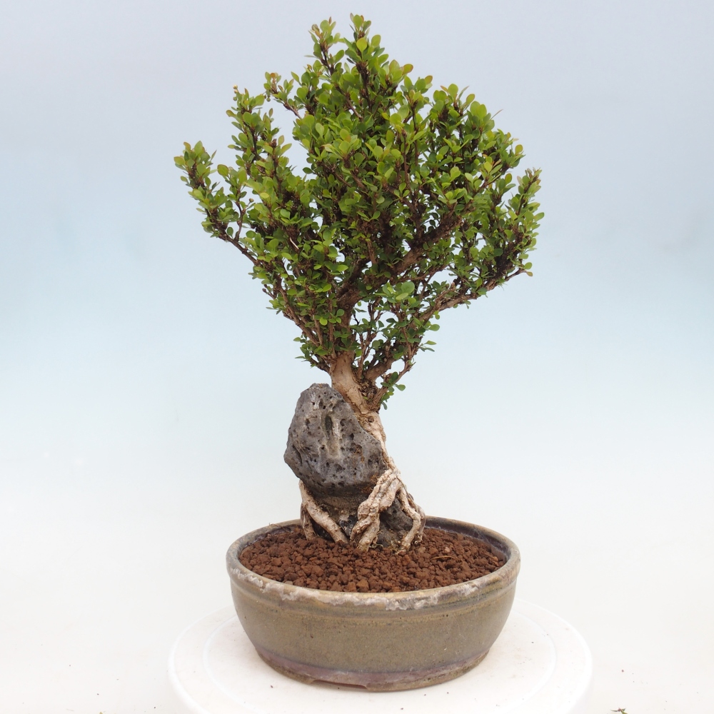 Bonsai für draußen - Berberis coreana
