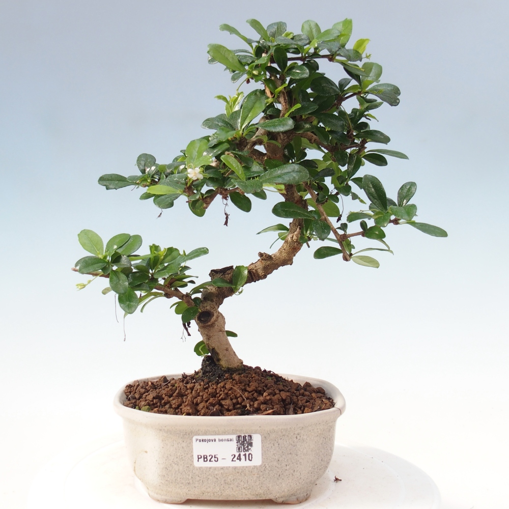 Zimmerbonsai - Carmona Macrophylla - Fuki-Tee