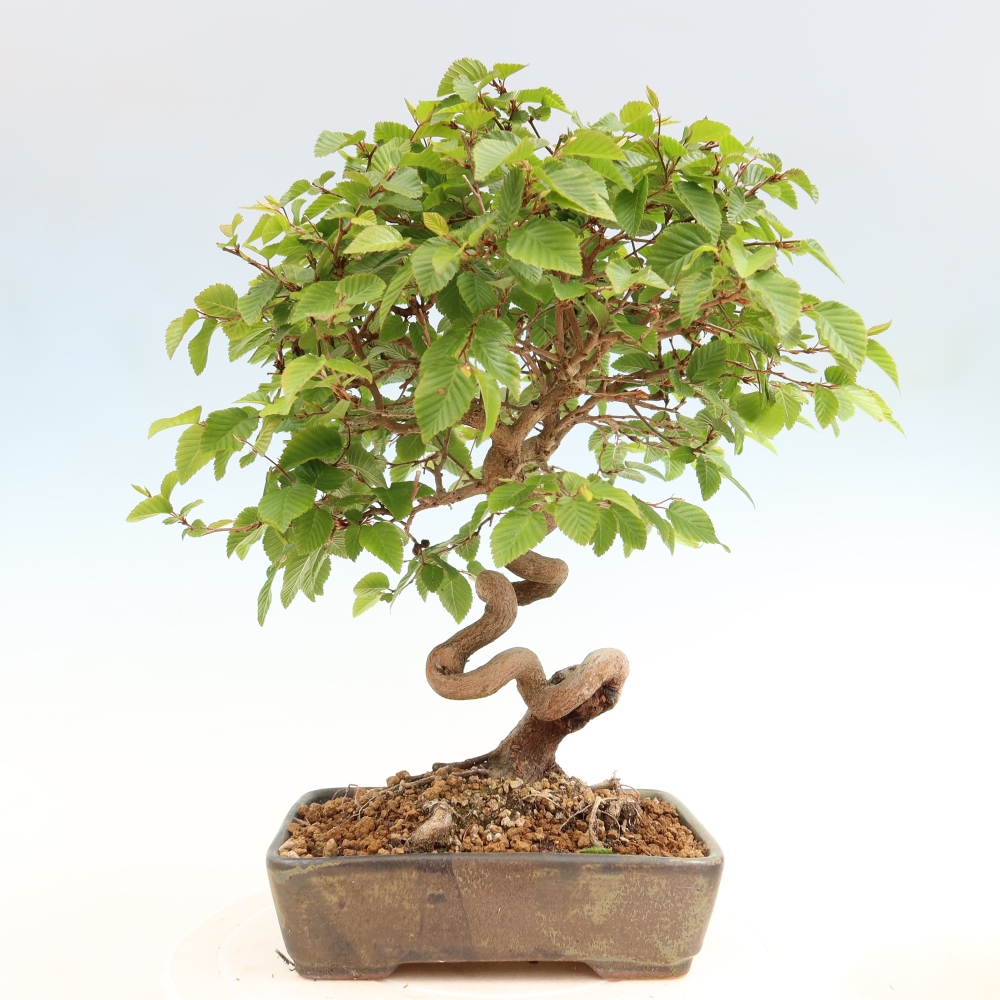 Bonsai für draußen - Karpinus Coreana - Koreanische Hainbuche