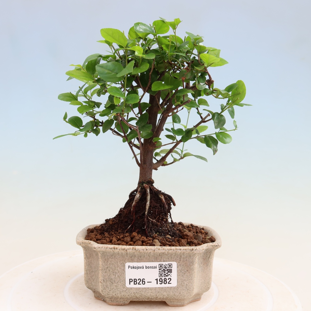 Zimmer Bonsai - Sageretia thea - Sageretia thea