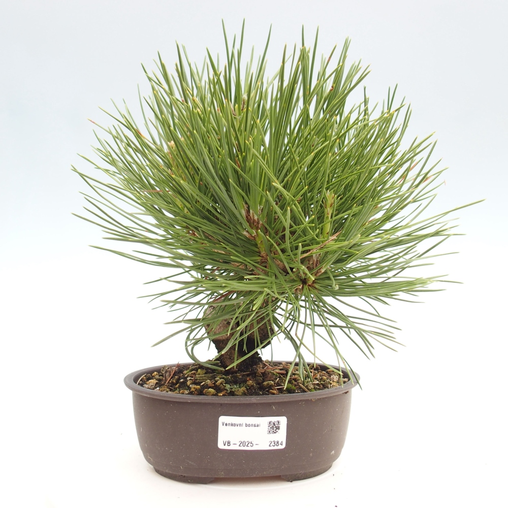 Bonsai im Freien - Pinus thunbergii - Thunbergia-Kiefer