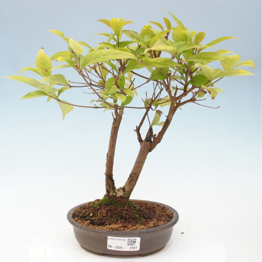 Bonsai im Freien - wunderschöne Pflanze - Callicarpa japonica