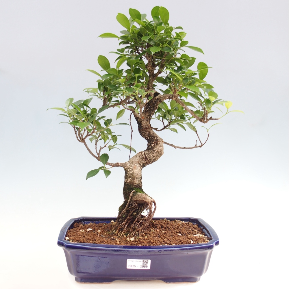 Zimmerbonsai - Ficus kimmen - kleinblättriger Ficus
