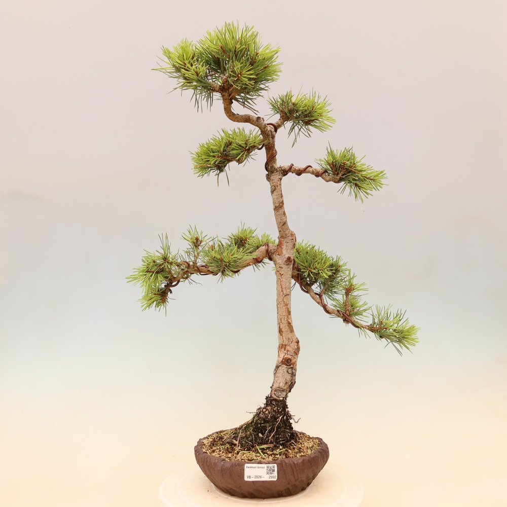 Bonsai für draußen - Pinus Sylvestris Watererri - Waldkiefer