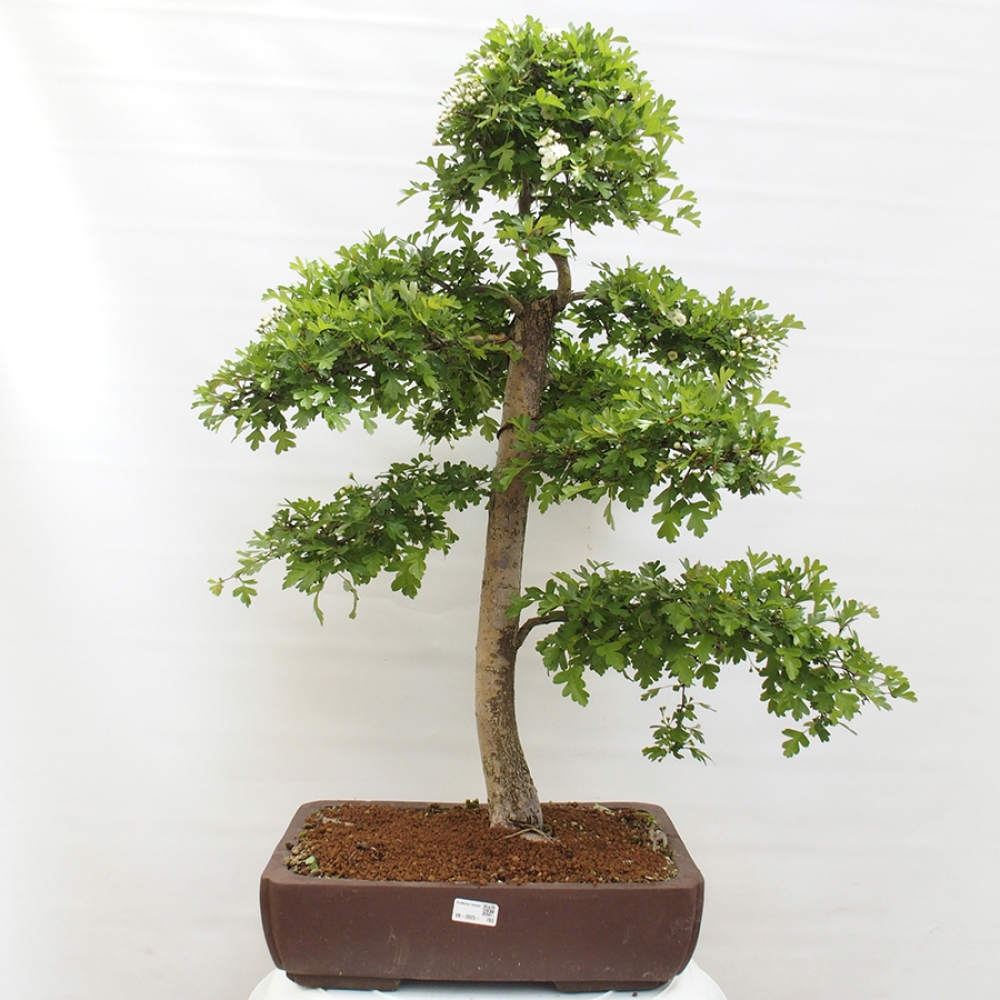Bonsai im Freien - Weißdorn - Crataegus monogyna