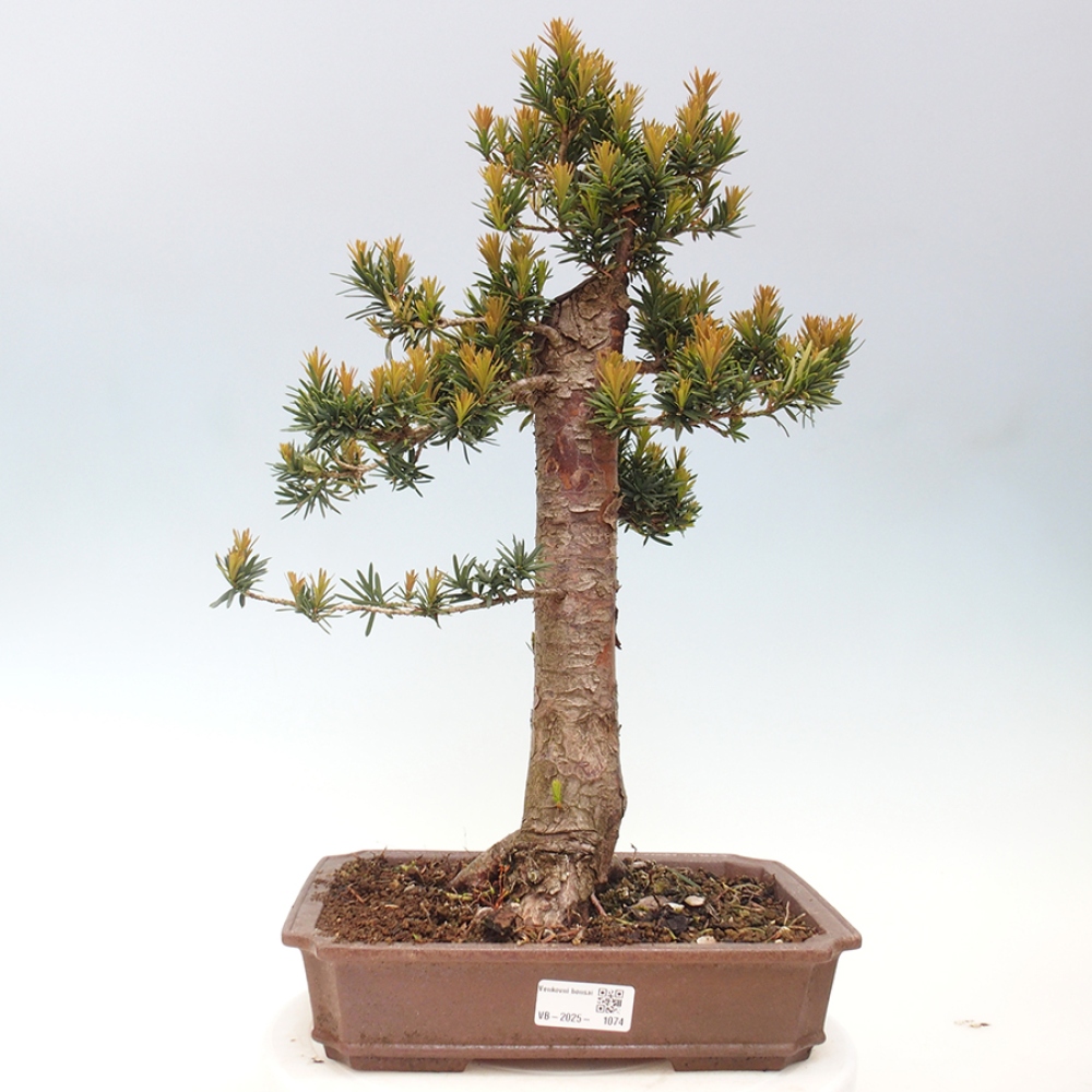 Bonsai im Freien - Taxus cuspidata - Japanische Eibe