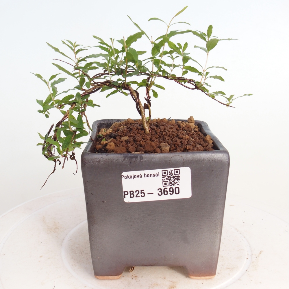 Zimmer-Bonsai-PUNICA granatum nana-Apfel-Granatapfel