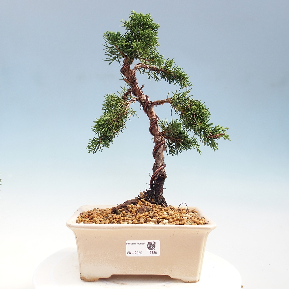 Bonsai im Freien - Juniperus chinensis Kishu - Chinesischer Wacholder