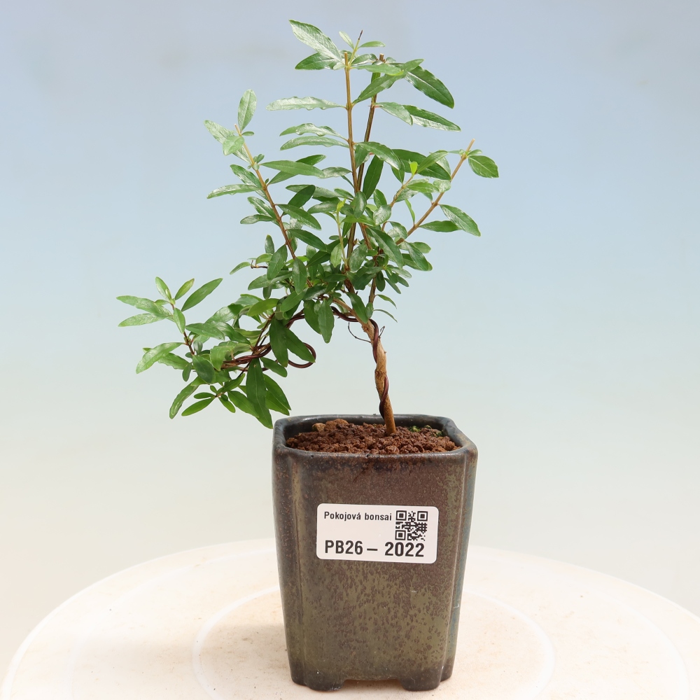 Zimmer-Bonsai-PUNICA granatum nana-Apfel-Granatapfel