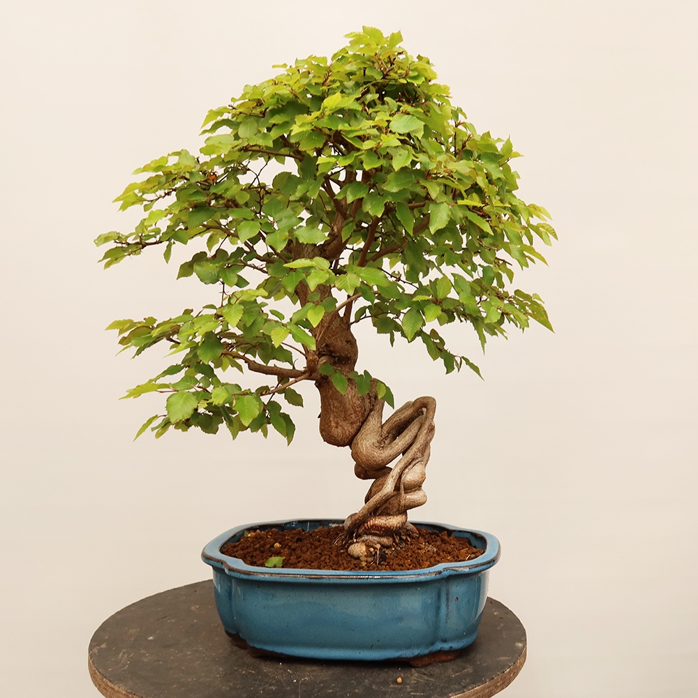 Bonsai im Freien - Carpinus Coreana - Koreanische Hainbuche