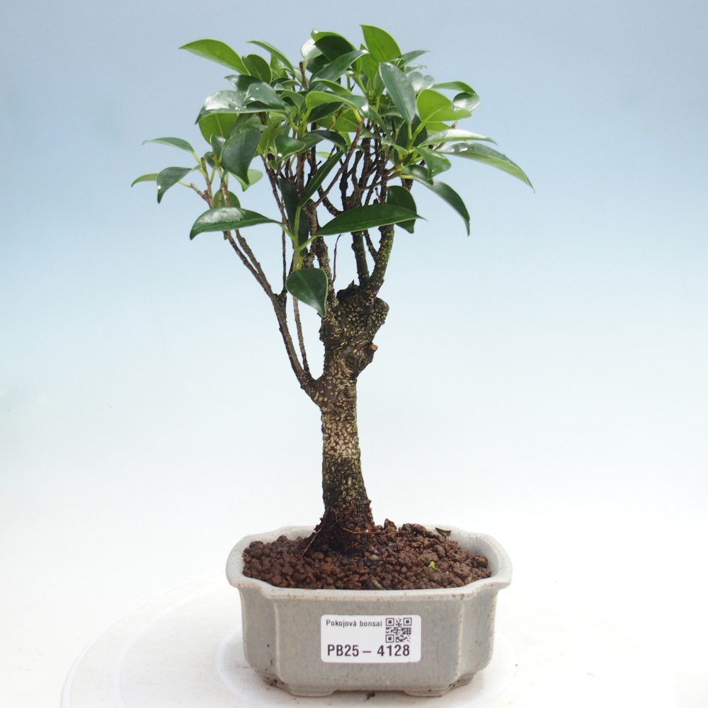 Zimmer Bonsai Ficus retusa kimmen