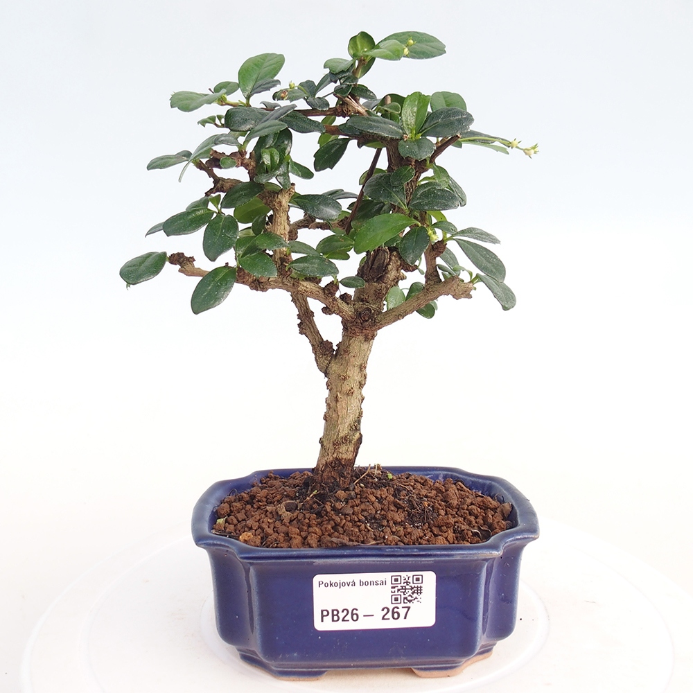 Zimmer-Bonsai - Carmona macrophylla - Tee-Fuki