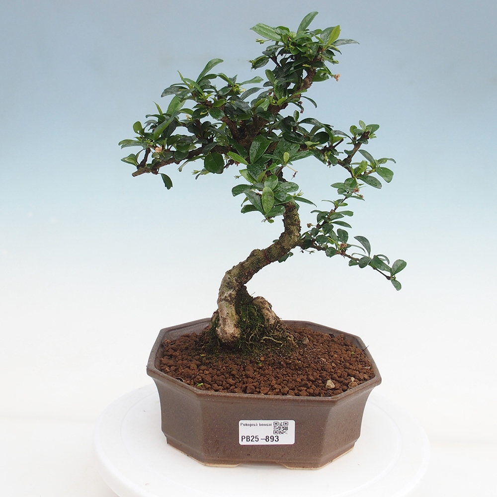 Zimmer Bonsai - Carmona macrophylla - Tea Fuki