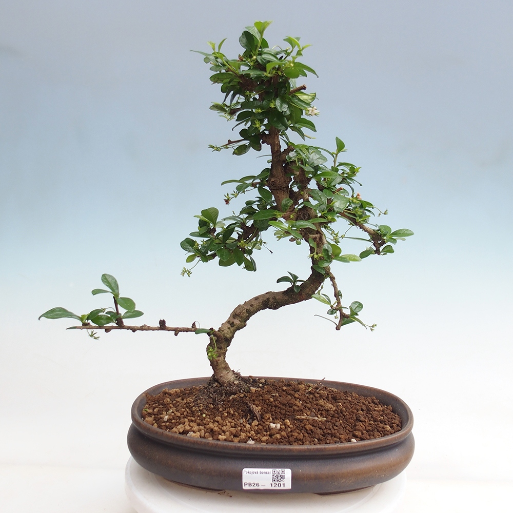 Zimmer-Bonsai - Carmona macrophylla - Tee-Fuki
