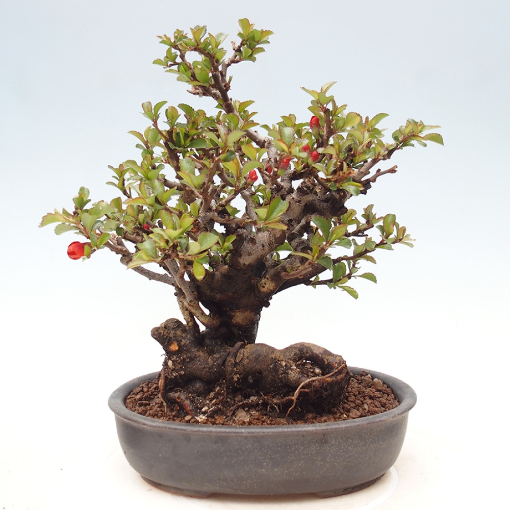 Bonsai für draußen - Chaneomeles speciosa - Quitte