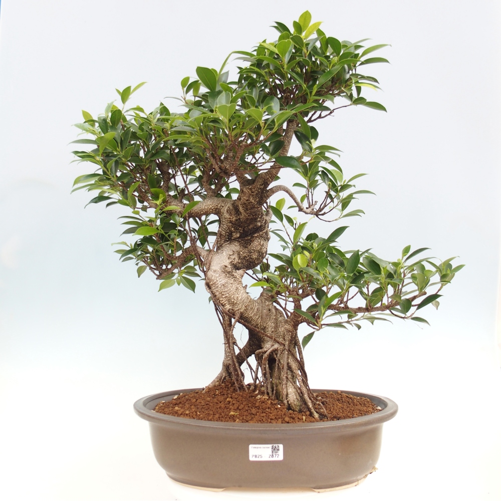 Zimmerbonsai - Ficus kimmen - kleinblättriger Ficus - NUR PERSÖNLICHE ABHOLUNG oder Palettentransport