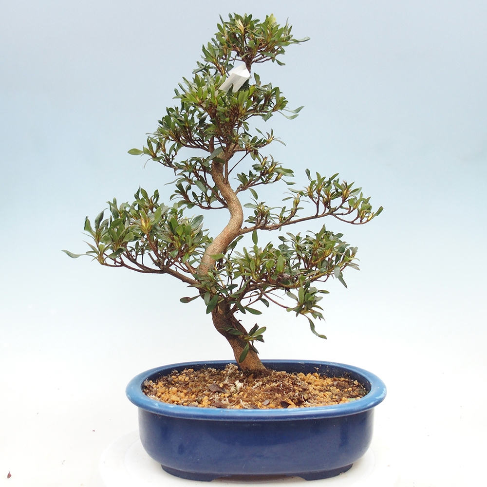 Bonsai für draußen - Japanische Azalee - Azalee CHIHIRO