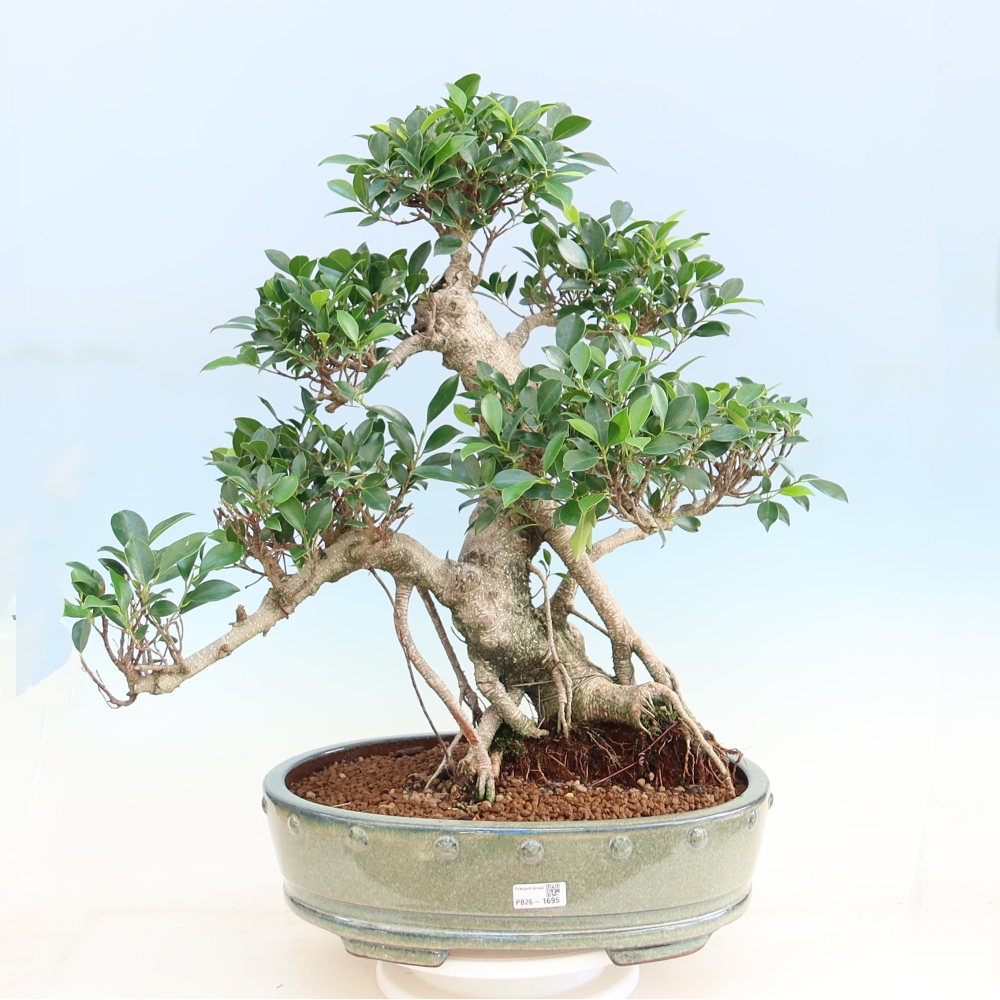 Zimmerbonsai - Ficus kimmen - Kleinblättriger Ficus