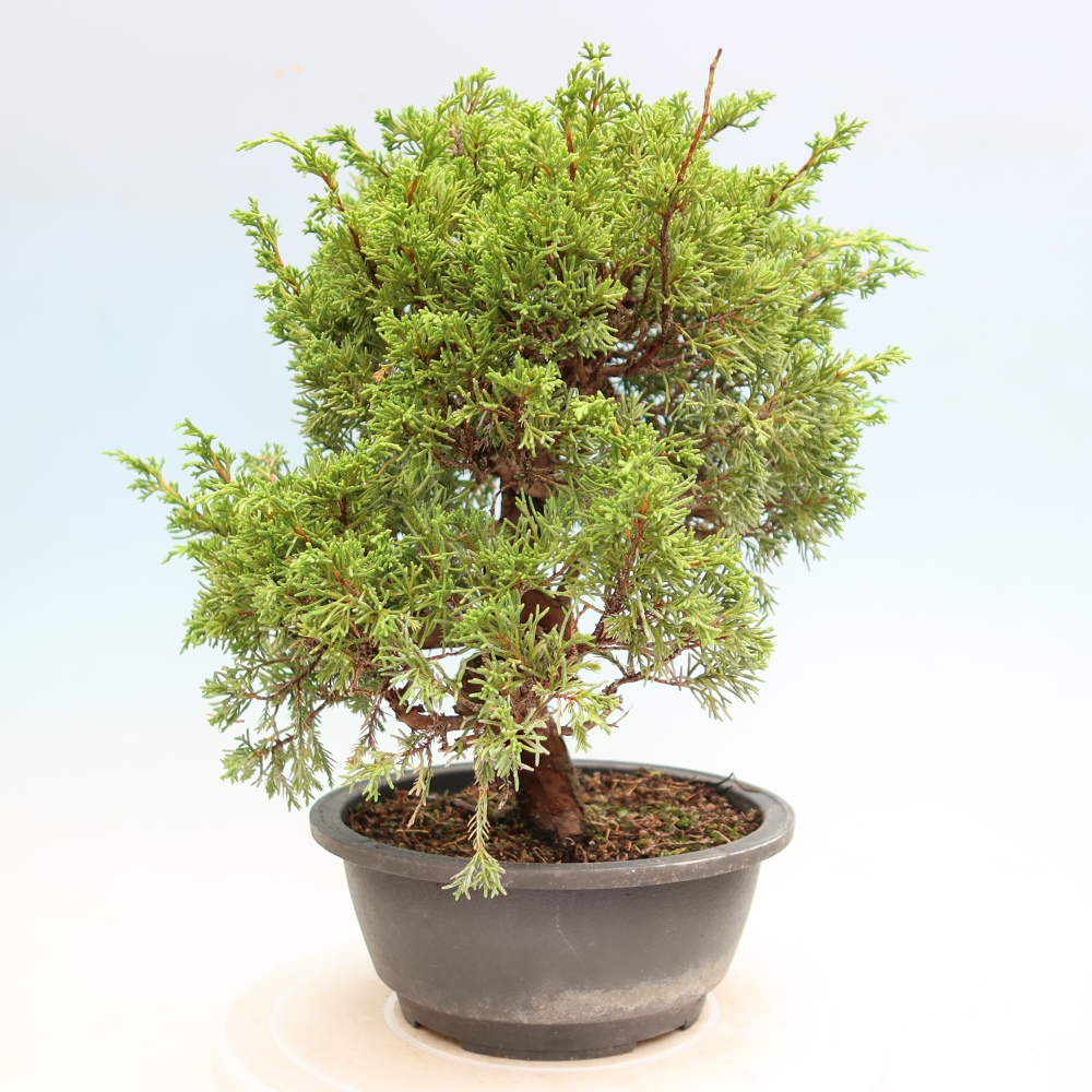 Bonsai für draußen - Juniperus chinensis Itoigawa-Juniperus chinensis