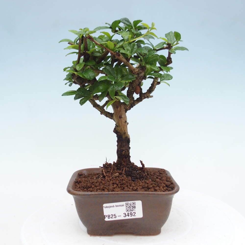 Zimmerbonsai - Carmona Macrophylla - Fuki-Tee