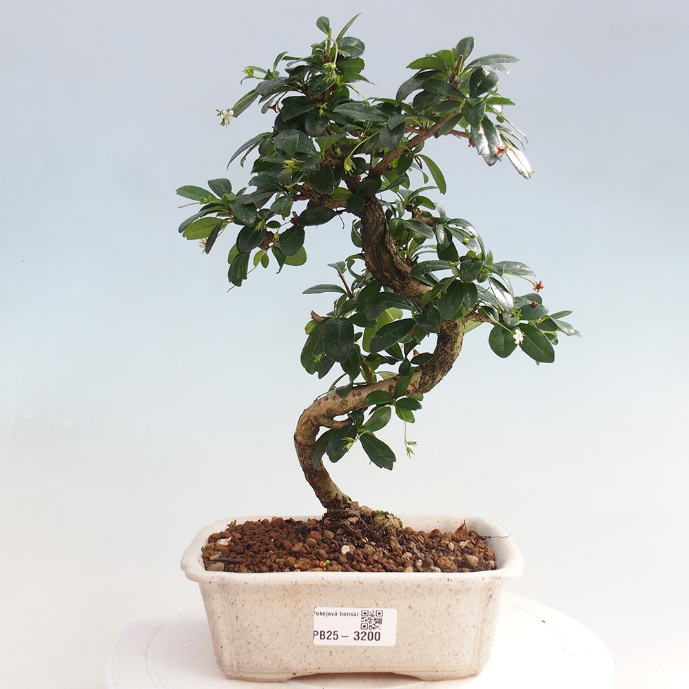Zimmerbonsai - Carmona Macrophylla - Fuki-Tee