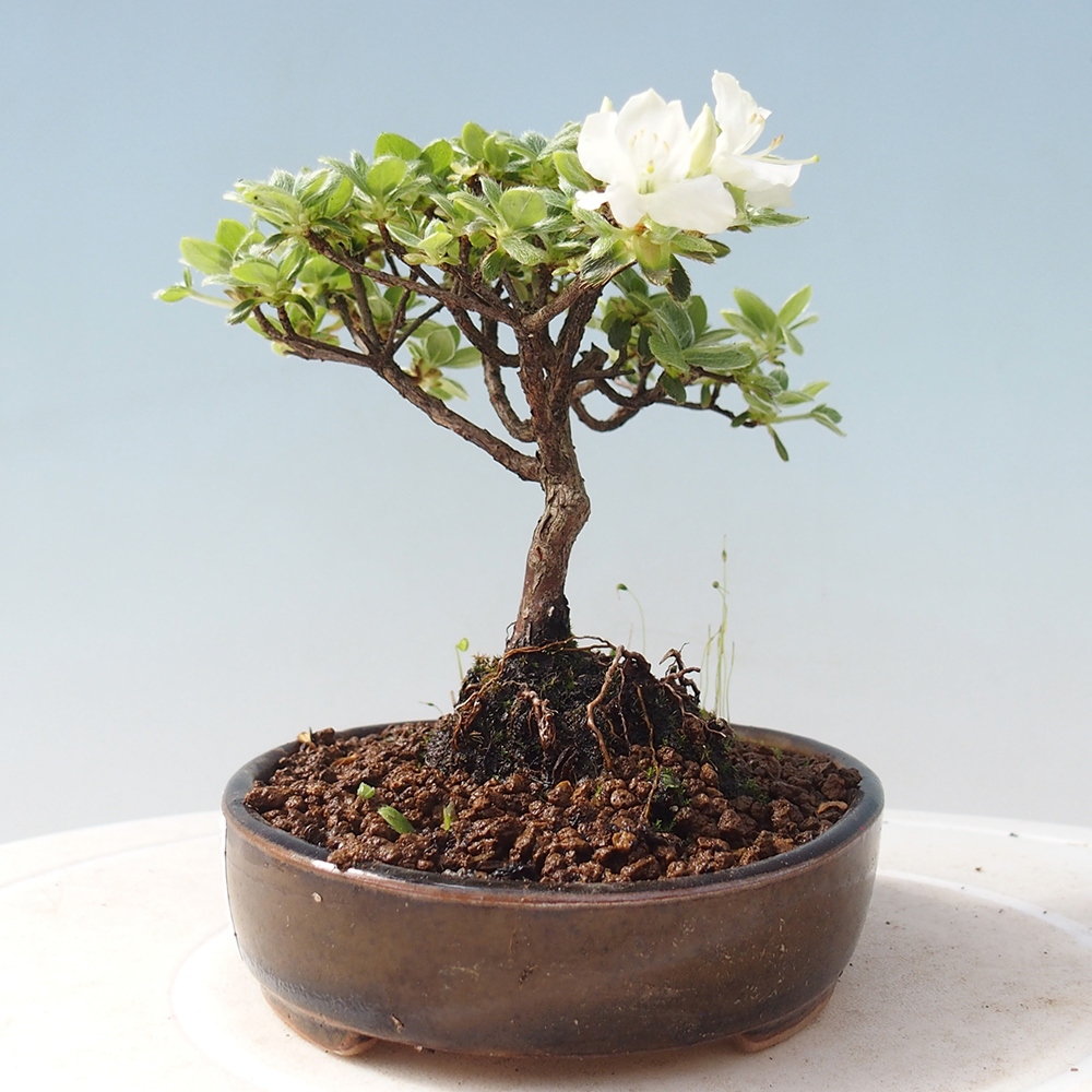 Outdoor-Bonsai - Rododendron indicum - Japanische Azalee