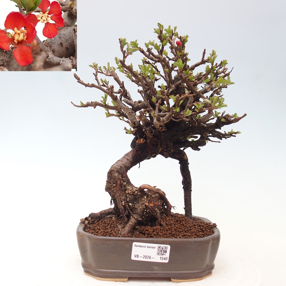 Bonsai für draußen - Chaneomeles speciosa - Quitte