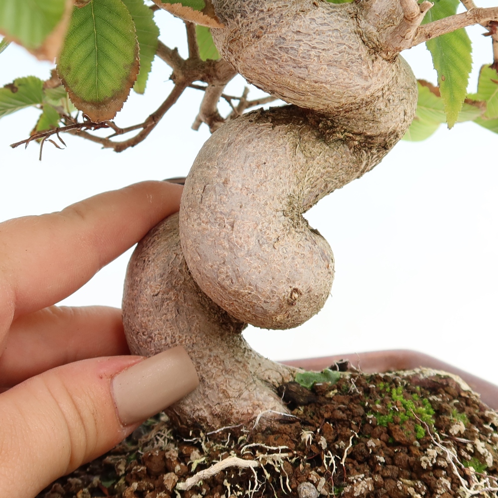 Bonsai für draußen -Carpinus CARPINOIDES - Koreanische Hainbuche