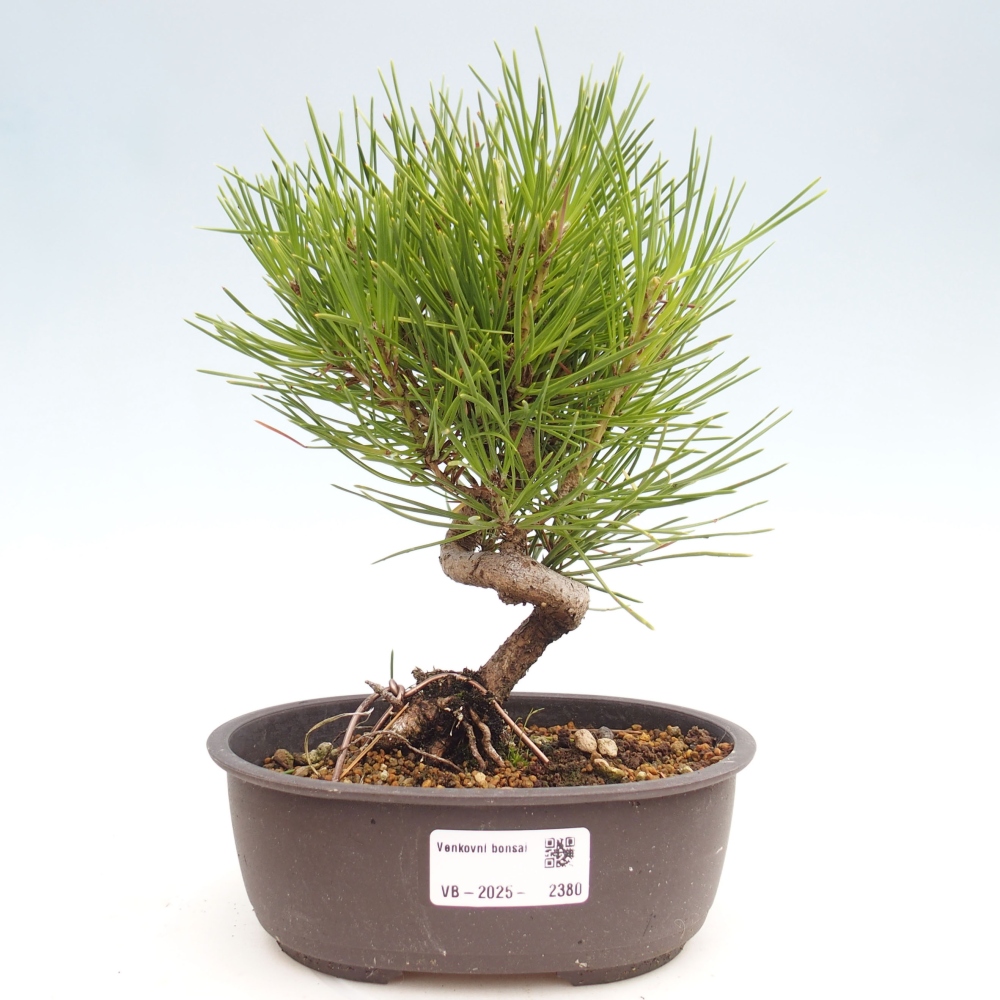 Bonsai im Freien - Pinus thunbergii - Thunbergia-Kiefer