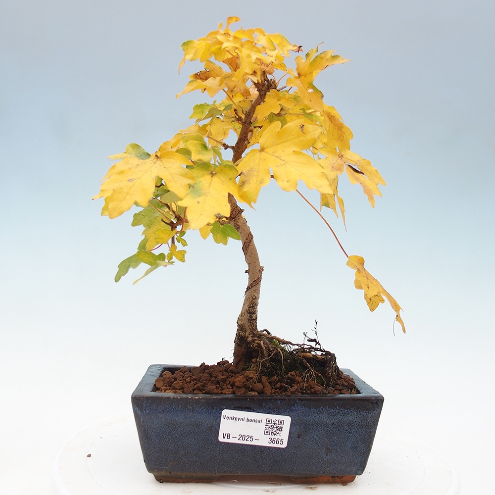 Bonsai für draußen - Acer Campestre - Ahorn babyka