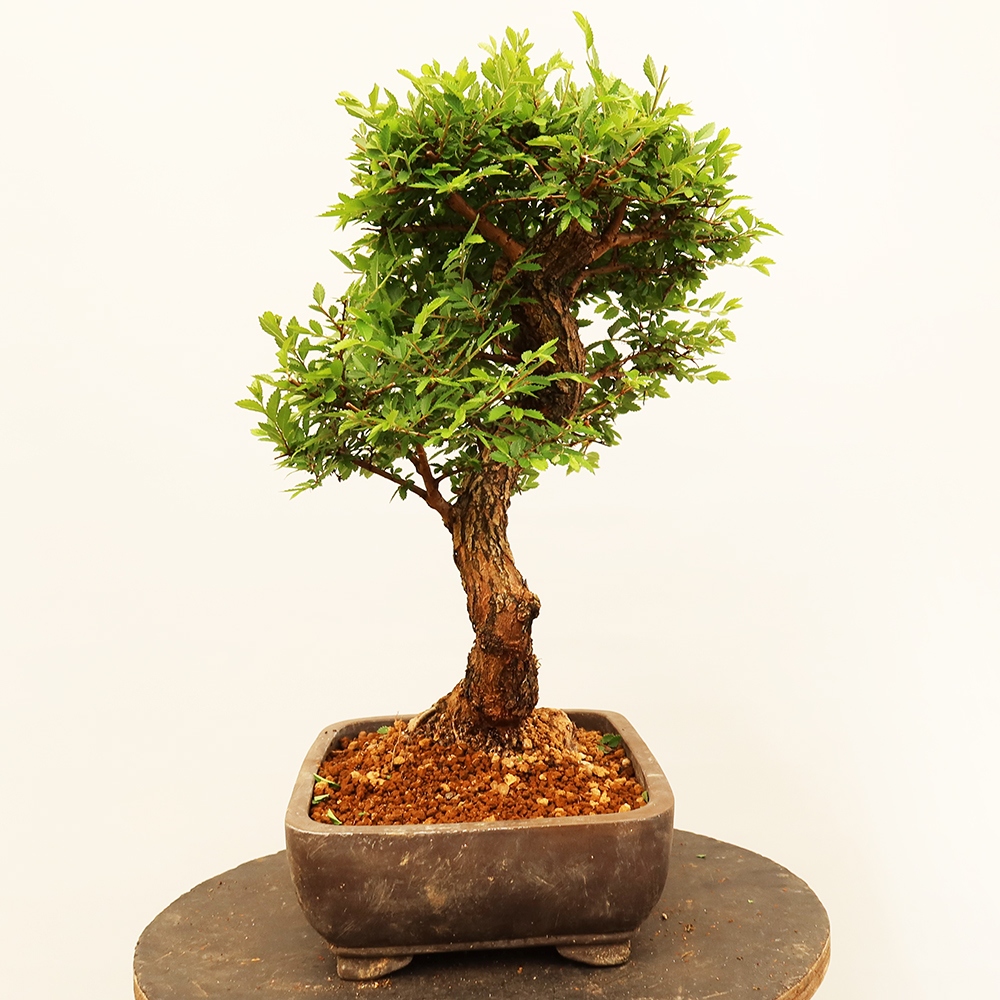 Bonsai im Freien - Zelkova - Zelkova NIRE
