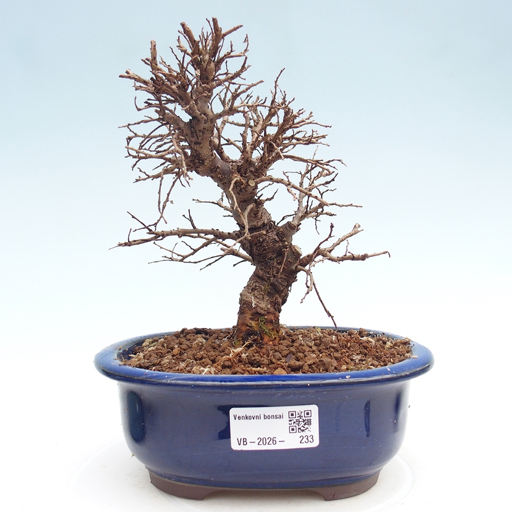 Bonsai für draußen - Zelkova - Zelkova NIRE