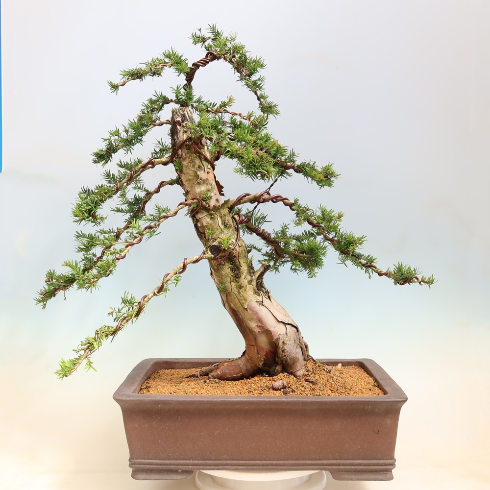 Bonsai für den Außenbereich – Taxus baccata – Rote Eibe