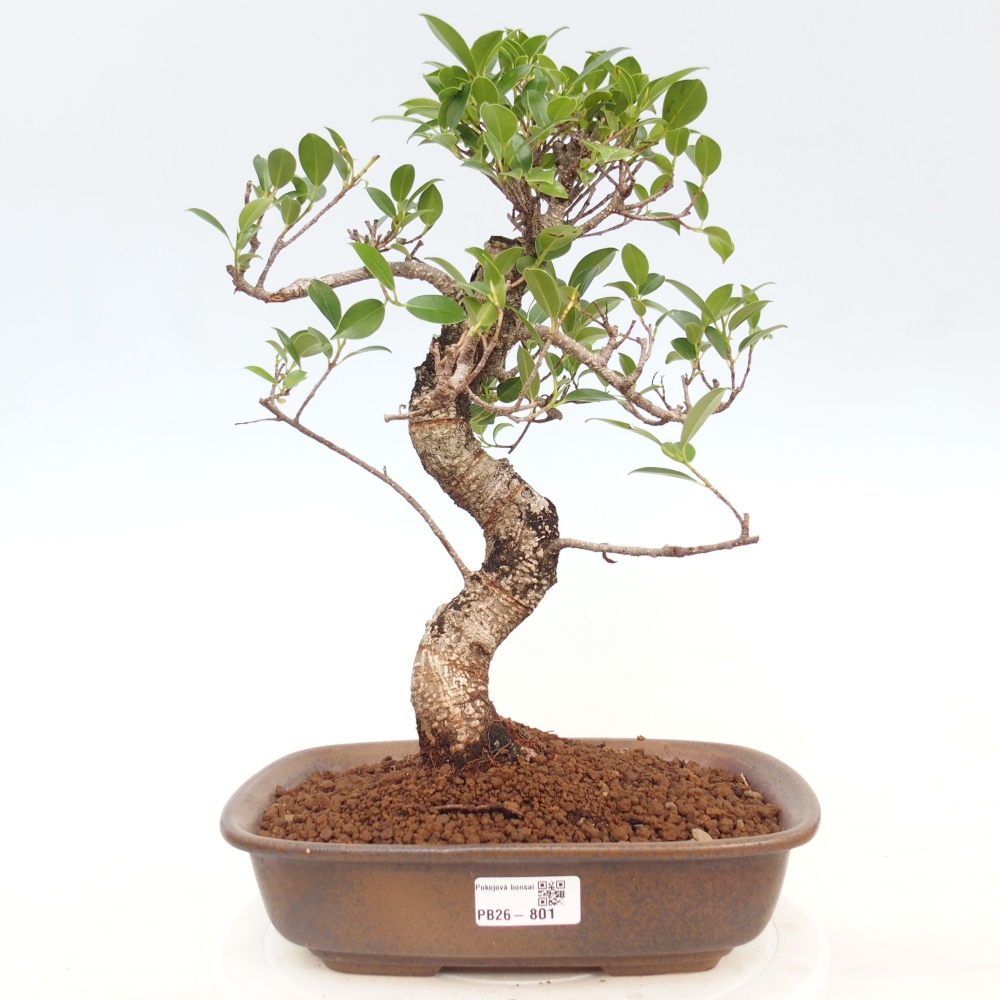 Indoor-Bonsai - Ficus kimmen - kleinblättriger Ficus