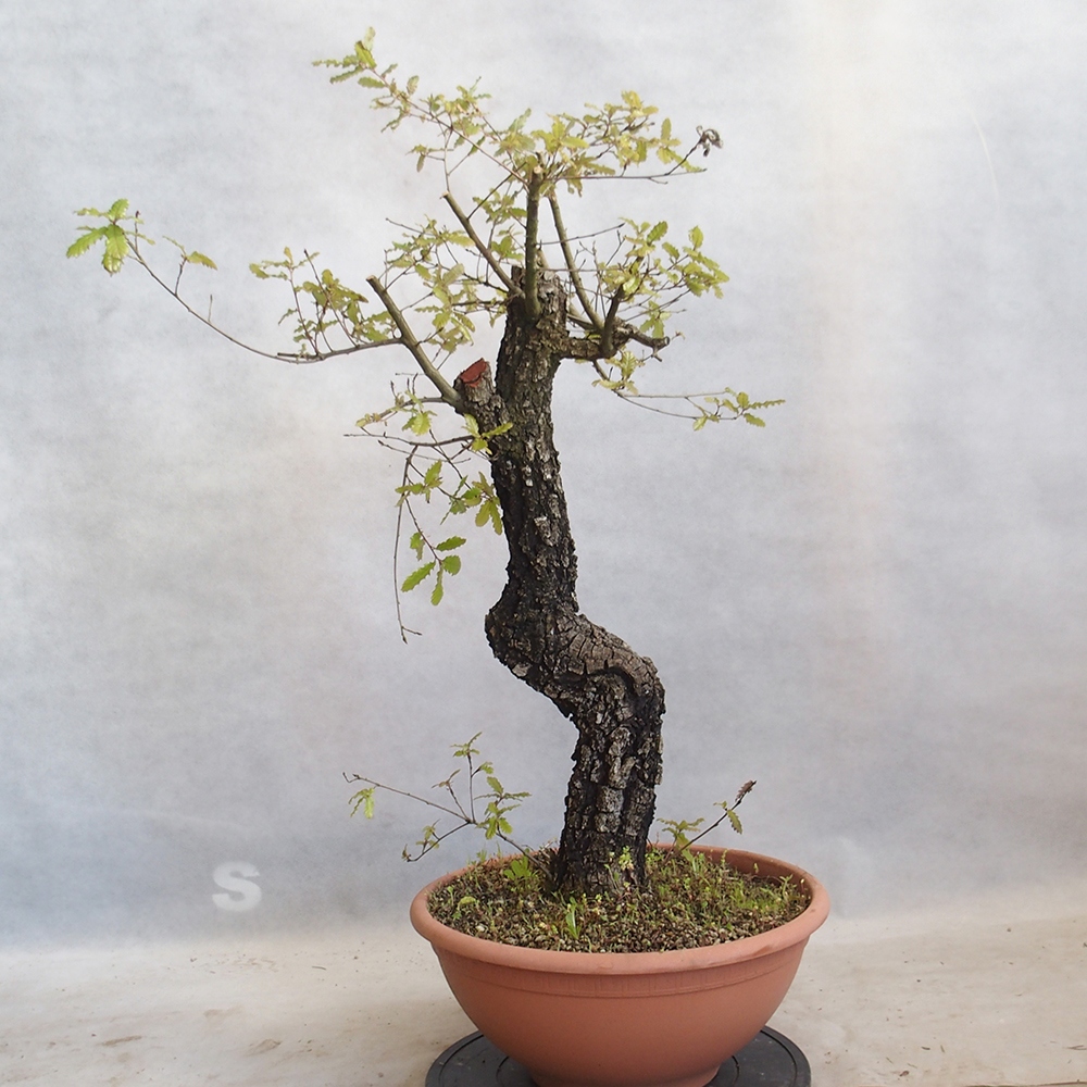 Freilandbonsai Quercus Cerris - Eiche Cer