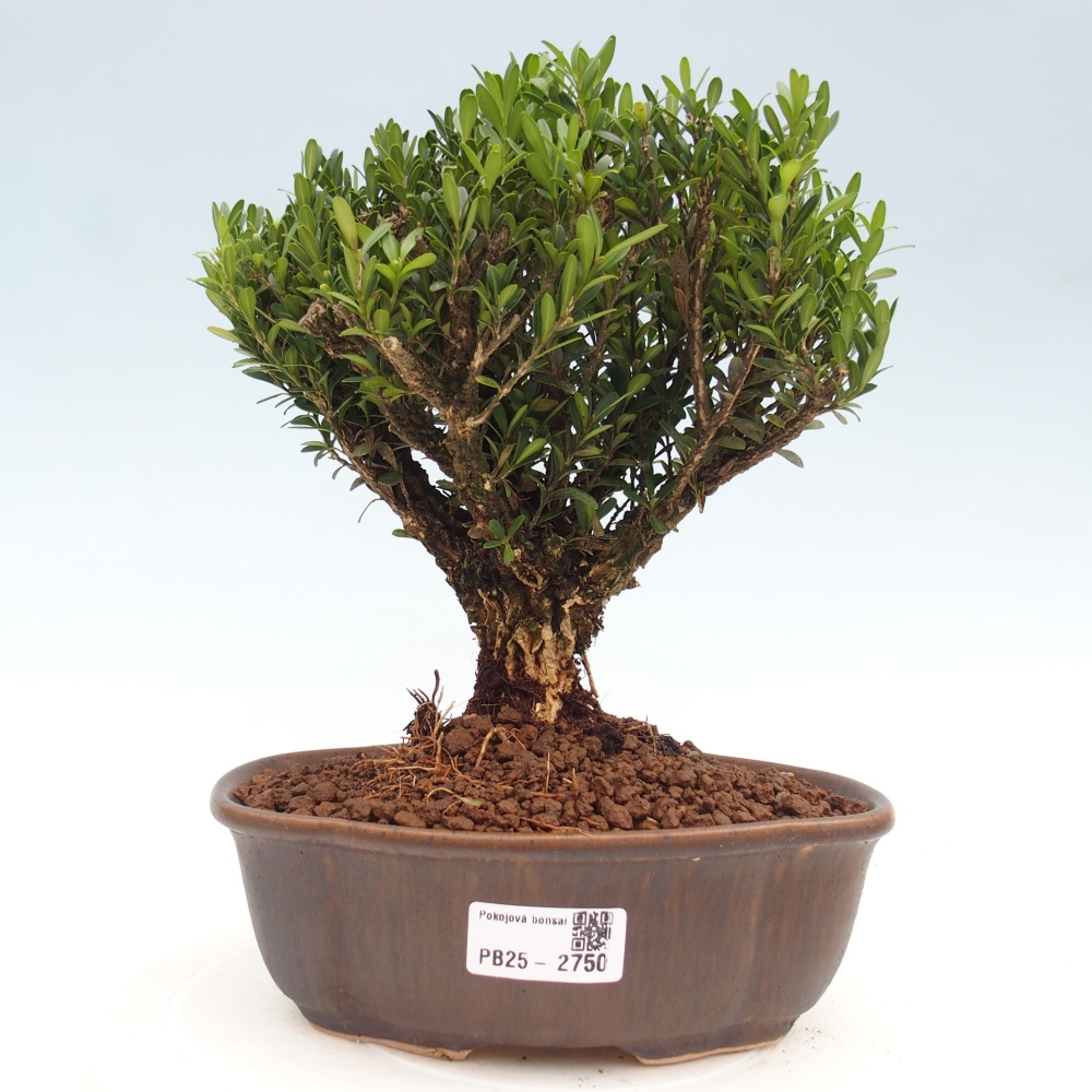 Innenbonsai - Buxus harlandii - Korkbuchsbaum