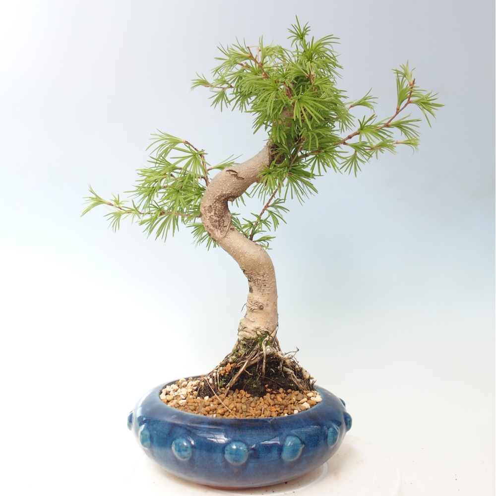 Bonsai für draußen -Pseudolarix amabis-Pseudolarix amabis