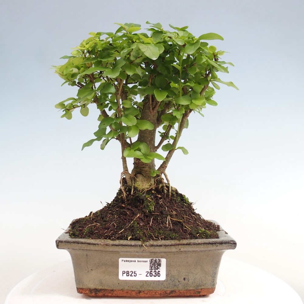 Zimmerbonsai - Ligustrum chinensis - Vogelperspektive